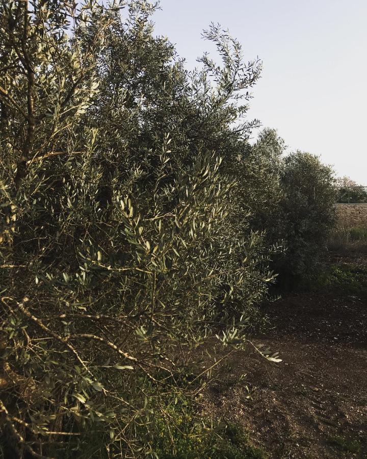 מטולה Villa Sabag At Metulla מראה חיצוני תמונה